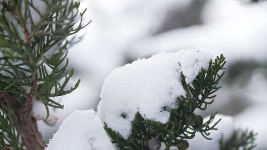 冬天下雪唯美雪景松树枝头被雪覆盖