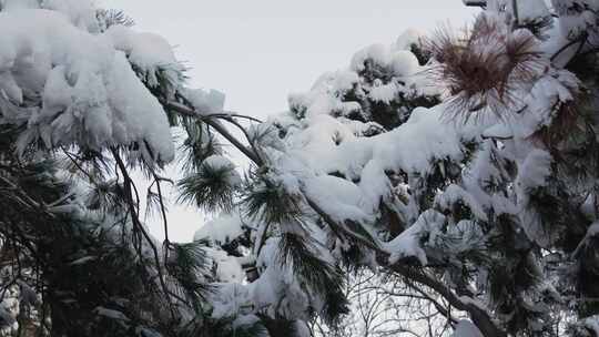 雪后清晨公园树挂雪压枝头4K