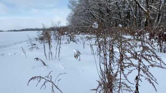 森林雪地树木树枝风光