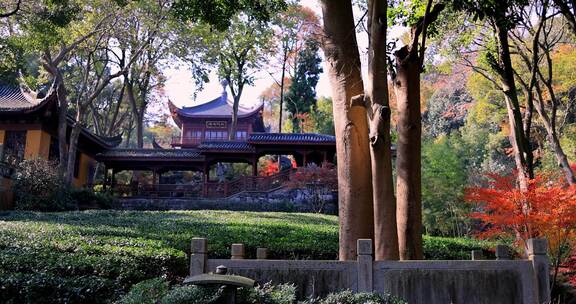 杭州永福寺红枫秋景