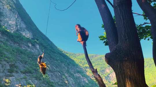 猴子猕猴自然野生动物