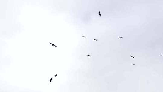 天空中盘旋的秃鹫群