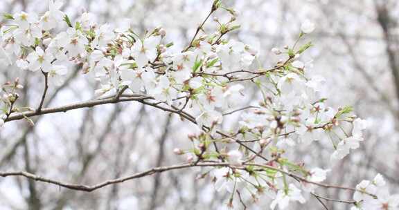 春天成片的樱花林樱花开放苏州樱野景区风光