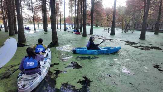 青山湖水上森林