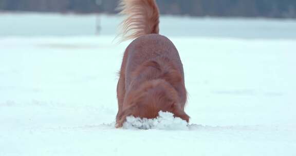 狗，金毛猎犬，玩耍，雪