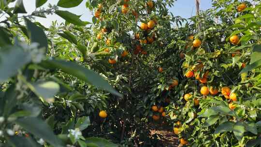 沃柑橘子树果实果园