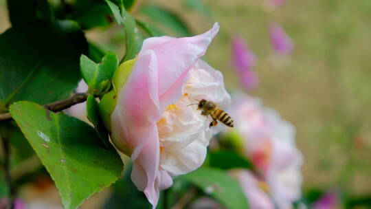 花园蜜蜂飞舞采蜜 山茶花
