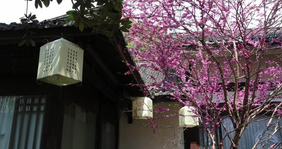 春天古建筑 中国风灯笼装饰特写