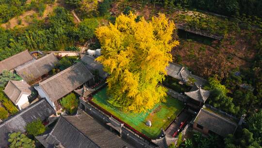 航拍西安古观音禅寺秋天银杏树