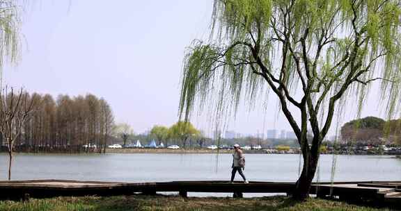 （慢镜）春风吹动湖边刚发芽的柳条