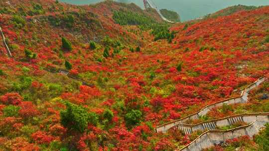 三峡红叶