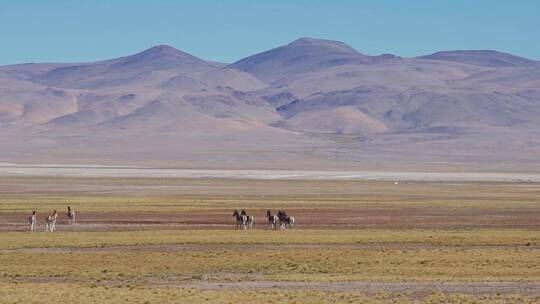 西藏阿里草原上奔跑的藏野驴群视频素材模板下载