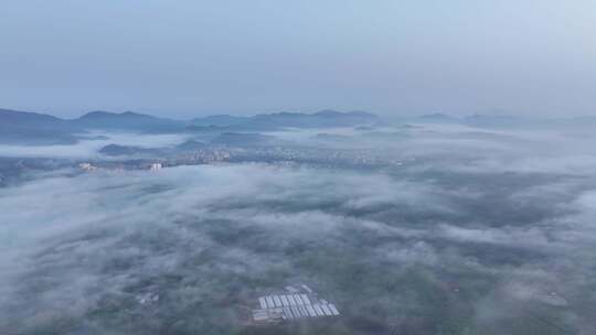 茶园平流雾航拍