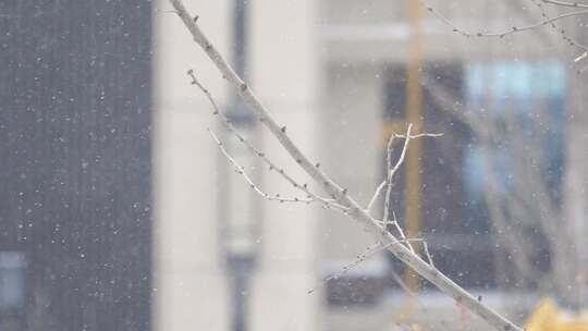 雪中树枝的新芽视频素材模板下载