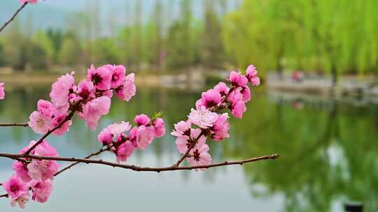春天盛开的粉色樱花视频素材模板下载