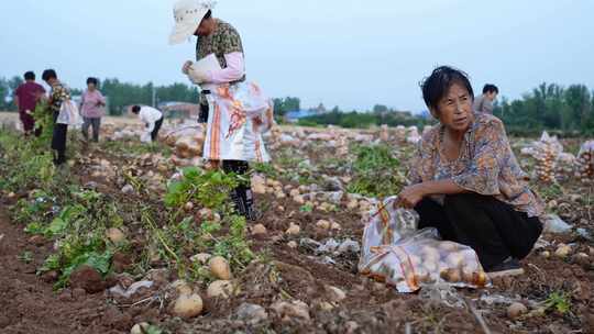 农村农业农民土豆种植收获丰收