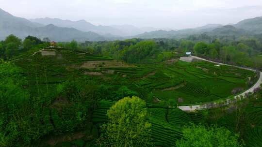 江塝茗园茶园