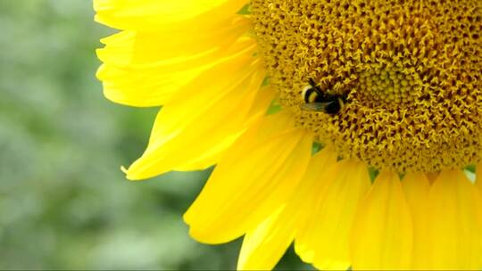 蜜蜂从在风中摇曳的向日葵中采集花蜜