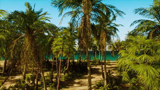 背景是棕榈树和海洋的海滩