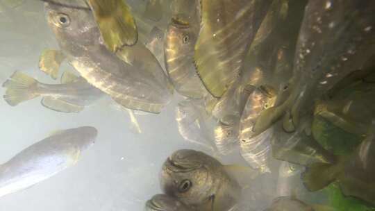 拍摄水下 大黄鱼视频素材模板下载