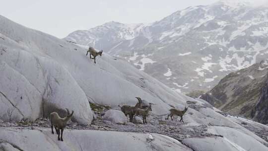 Ibex，山，雪，冬天