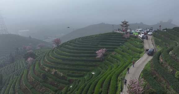 航拍茶山上盛开的粉红色樱花