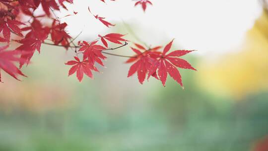 杭州九溪枫叶特写