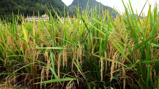 水稻稻田稻谷丰收稻穗粮食大米稻子