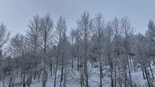 大兴安岭惊蛰时节雾凇雪景