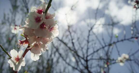 树枝，花，花瓣，粉红色