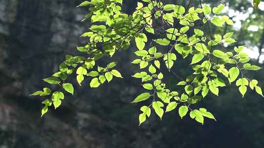 4K唯美逆光夏天植物空镜意境实拍视频