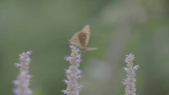 藿香花上的黑色蝴蝶LOG视频素材