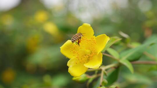 黄色小花上采蜜授粉的蜜蜂特写慢镜头