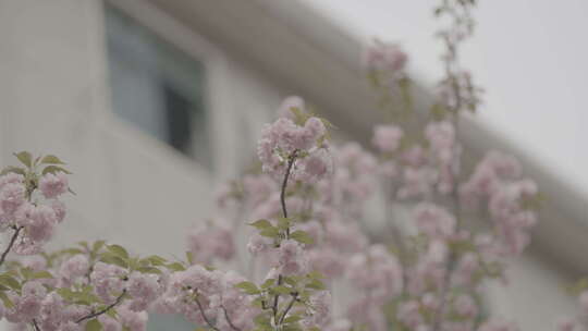 和谐平静春日樱花空镜素材slog3视频素材模板下载