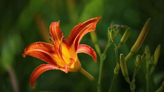 夏季鲜花