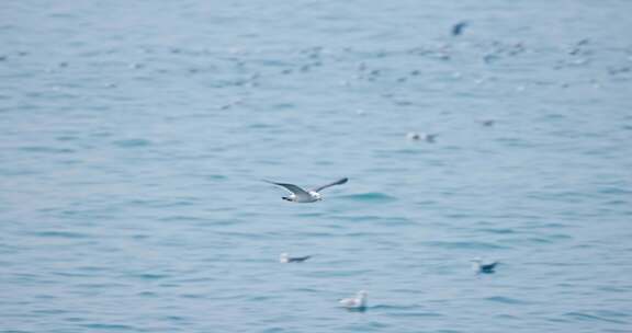 大海海面飞翔的海鸥