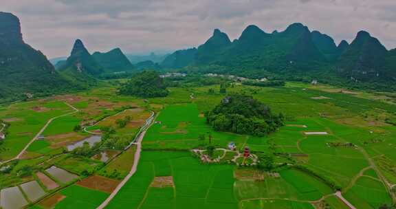 绿油油的稻田