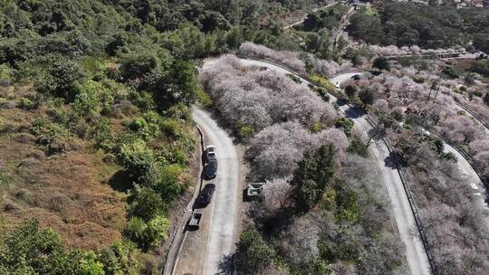 中国广东省广州市从化区广州流溪红岭街梅花