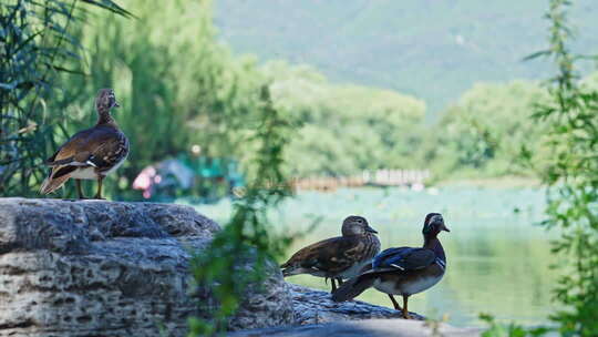 立夏盛夏森林公园夏天阳光透过树叶唯美逆光