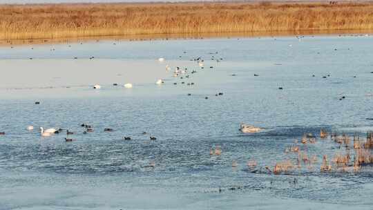 东营黄河入海口湿地鸟类