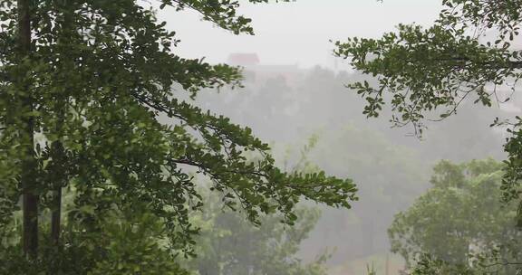 狂风暴雨 台风