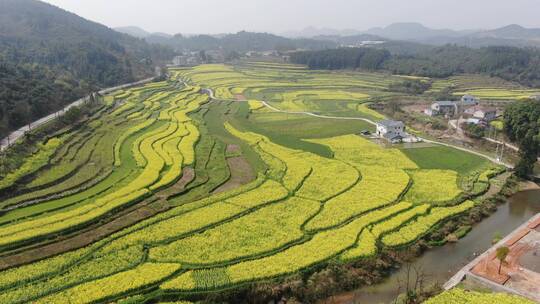 金黄油菜花花海梯田航拍