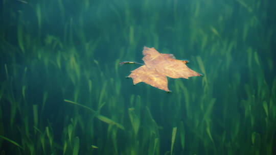 飘在水面的枫叶