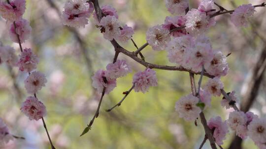 【镜头合集】北京植物园桃花梅花樱花粉色