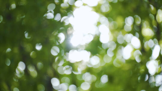 唯美阳光光线绿叶光斑光晕