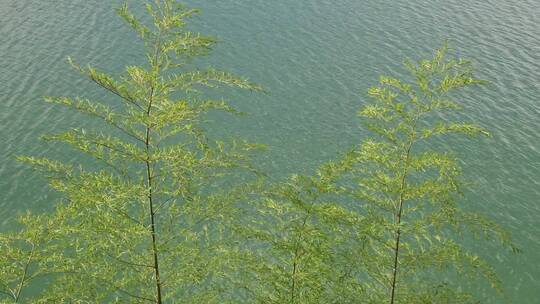 湖自然生态环保绿色氧气清新