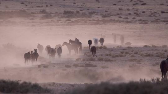 沙漠中行走的马群视频素材模板下载