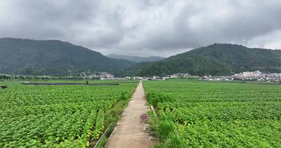 云南龙陵县平达乡草烟田航拍