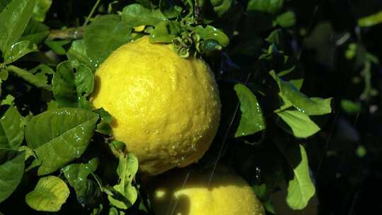 柠檬由绿果到成熟成黄果再到切成柠檬片视频素材模板下载