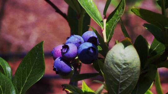 蓝莓 石榴 石榴花